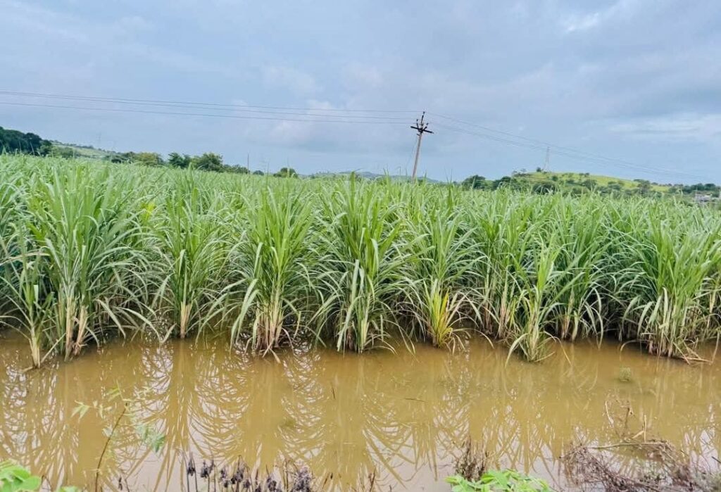 Dharashiv Pikvima